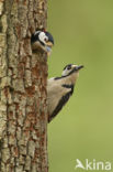 Great Spotted Woodpecker (Dendrocopos major)