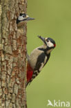 Great Spotted Woodpecker (Dendrocopos major)