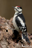 Great Spotted Woodpecker (Dendrocopos major)