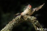 Grote Bonte Specht (Dendrocopos major)