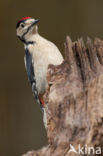 Great Spotted Woodpecker (Dendrocopos major)