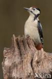 Great Spotted Woodpecker (Dendrocopos major)