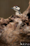 Great Spotted Woodpecker (Dendrocopos major)