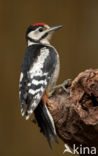 Grote Bonte Specht (Dendrocopos major)