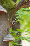 Great Spotted Woodpecker (Dendrocopos major)