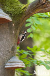 Great Spotted Woodpecker (Dendrocopos major)