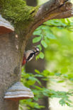 Great Spotted Woodpecker (Dendrocopos major)