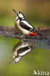 Great Spotted Woodpecker (Dendrocopos major)