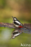 Great Spotted Woodpecker (Dendrocopos major)