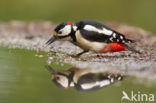 Great Spotted Woodpecker (Dendrocopos major)