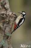 Grote Bonte Specht (Dendrocopos major)