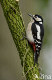 Grote Bonte Specht (Dendrocopos major)