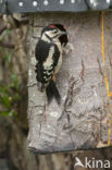 Great Spotted Woodpecker (Dendrocopos major)