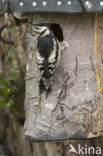 Great Spotted Woodpecker (Dendrocopos major)