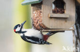 Great Spotted Woodpecker (Dendrocopos major)