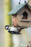 Great Spotted Woodpecker (Dendrocopos major)