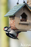 Great Spotted Woodpecker (Dendrocopos major)