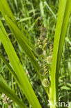 Grote egelskop (Sparganium erectum)