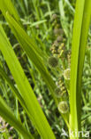 Grote egelskop (Sparganium erectum)