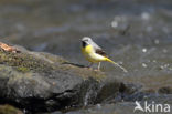 Grote Gele Kwikstaart (Motacilla cinerea)