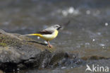 Grote Gele Kwikstaart (Motacilla cinerea)