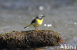 Grey Wagtail (Motacilla cinerea)