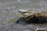 Grote Gele Kwikstaart (Motacilla cinerea)