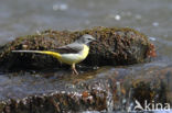 Grote Gele Kwikstaart (Motacilla cinerea)