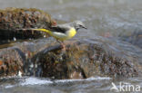 Grote Gele Kwikstaart (Motacilla cinerea)