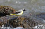 Grote Gele Kwikstaart (Motacilla cinerea)