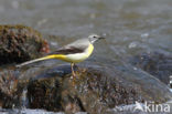 Grote Gele Kwikstaart (Motacilla cinerea)