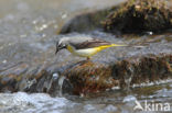 Grote Gele Kwikstaart (Motacilla cinerea)