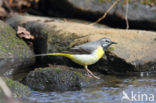 Grote Gele Kwikstaart (Motacilla cinerea)