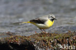 Grote Gele Kwikstaart (Motacilla cinerea)