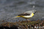 Grote Gele Kwikstaart (Motacilla cinerea)