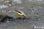 Grote Gele Kwikstaart (Motacilla cinerea)