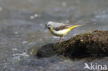 Grote Gele Kwikstaart (Motacilla cinerea)