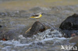 Grey Wagtail (Motacilla cinerea)