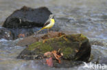 Grote Gele Kwikstaart (Motacilla cinerea)