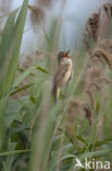 Grote Karekiet (Acrocephalus arundinaceus)