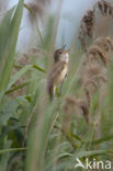 Grote Karekiet (Acrocephalus arundinaceus)