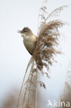 Grote Karekiet (Acrocephalus arundinaceus)