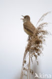 Great Reed-Warbler (Acrocephalus arundinaceus)