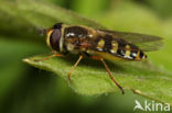 Hover fly (Eupeodes luniger)