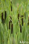 Grote lisdodde (Typha latifolia)