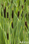 Grote lisdodde (Typha latifolia)