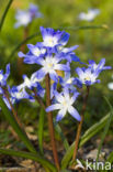 Grote sneeuwroem (Chionodoxa luciliae