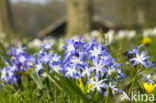 Grote sneeuwroem (Chionodoxa luciliae