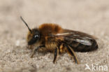 Grote zijdebij (Colletes cunicularius)