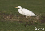 Grote Zilverreiger (Ardea alba)